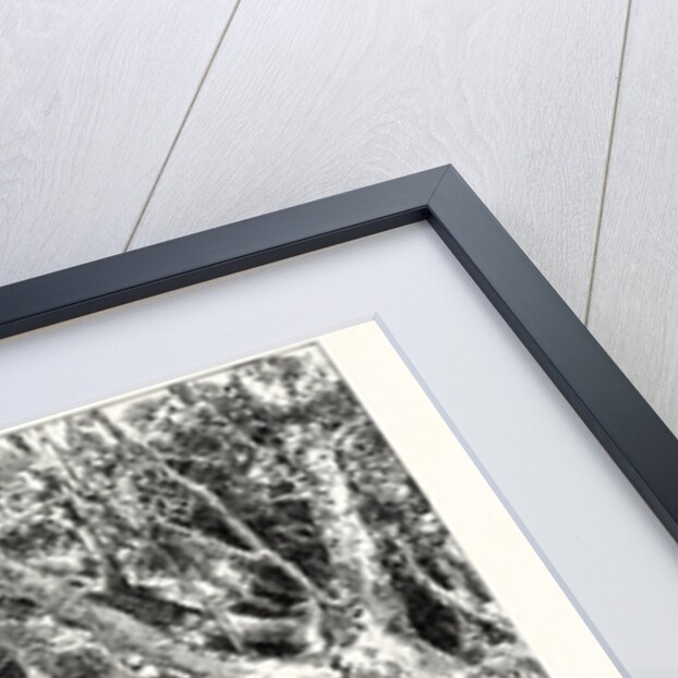 A Buck-Hunting Excursion in South Africa: Our Larder and Stable by Anonymous