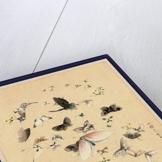 Butterflies and Moths by Anonymous
