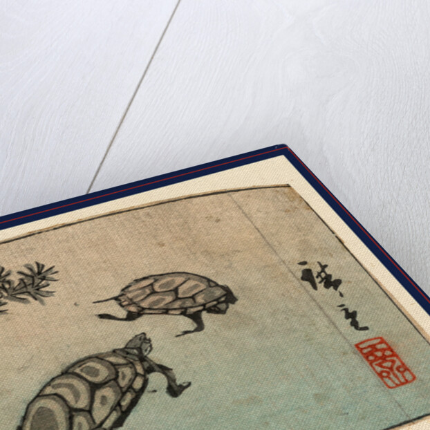 Two Turtles by Anonymous