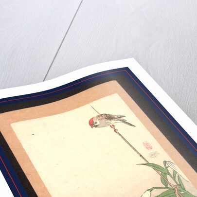 Small Red-Capped Bird Perched on a Bamboo Stake Supporting a Lily Plant. by Anonymous