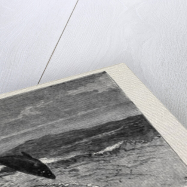 Porpoises Playing Under the Bow of the Nina, Mauritius by Anonymous