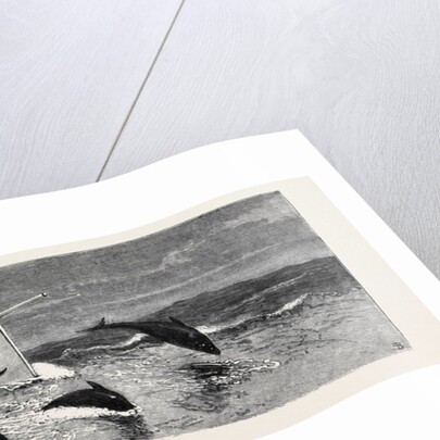 Porpoises Playing Under the Bow of the Nina, Mauritius by Anonymous