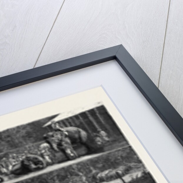 The Young Princes on Their Cruise; at an Elephant Kraal Near Awisawella, Ceylon by Anonymous