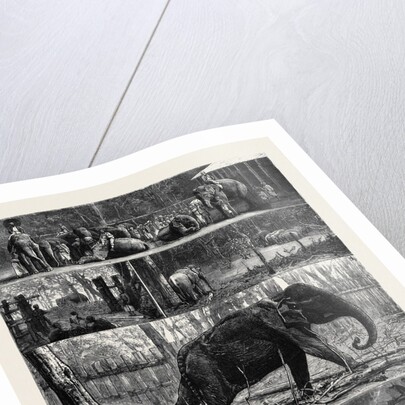 The Young Princes on Their Cruise; at an Elephant Kraal Near Awisawella, Ceylon by Anonymous