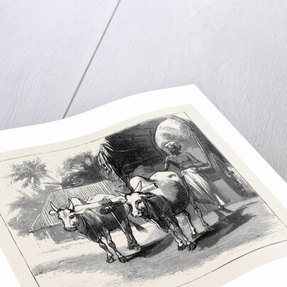 Round the World Yachting in the Ceylon, Ceylon: A Bullock-Cart by Anonymous