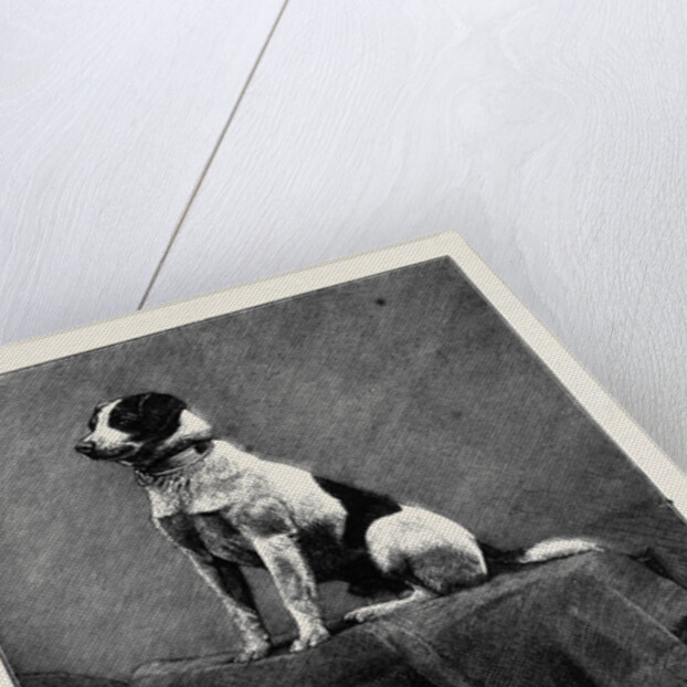 An Adventurous Dog: Railway Jack (Recently Run Over and Wounded at Norwood Station) by Anonymous