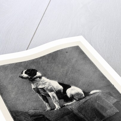 An Adventurous Dog: Railway Jack (Recently Run Over and Wounded at Norwood Station) by Anonymous