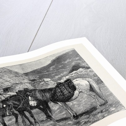 The Duke of Edinburgh in the Shetland Islands: Shetland Ponies by Anonymous
