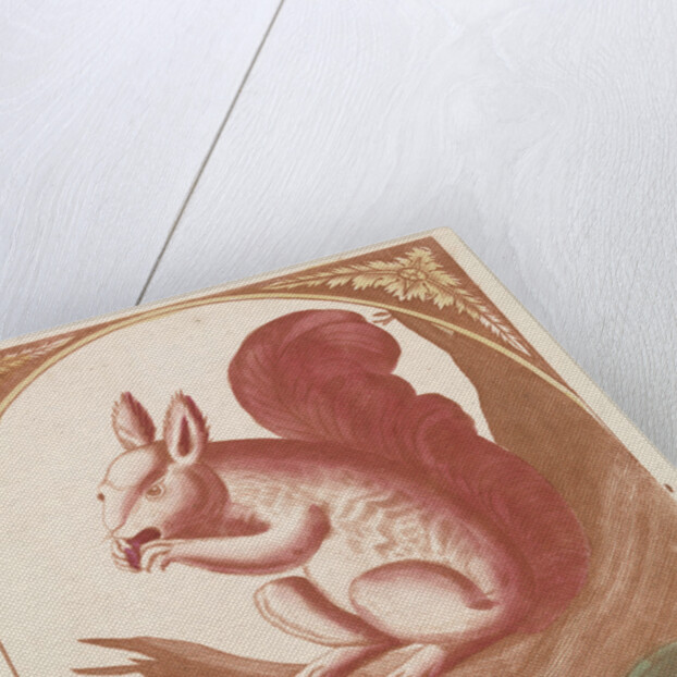 Squirrel on a tree branch by Johan Teyler