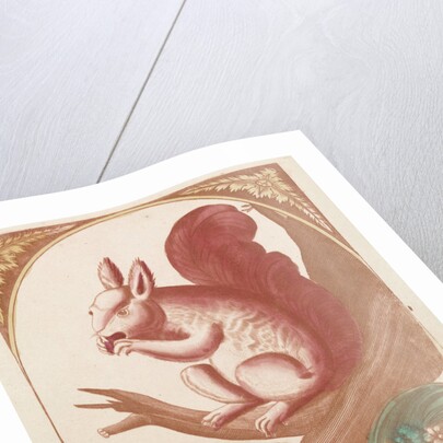 Squirrel on a tree branch by Johan Teyler