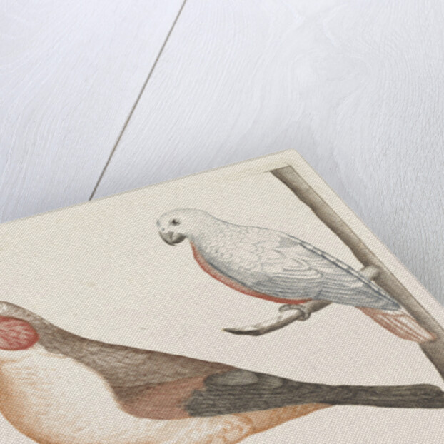 In the foreground a crossbill, right on a branch a white bird with curved beak by Anonymous