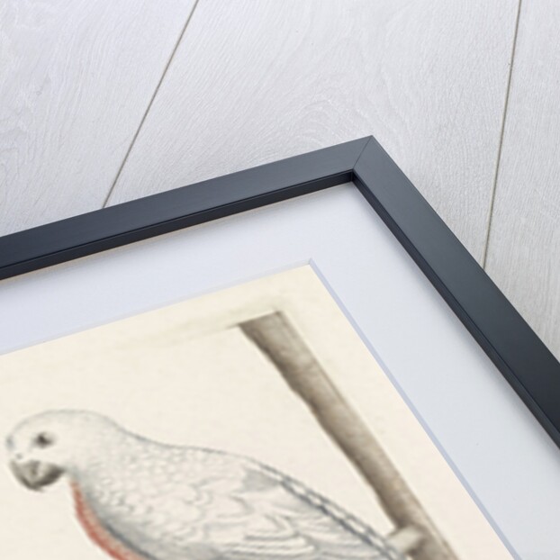 In the foreground a crossbill, right on a branch a white bird with curved beak by Anonymous