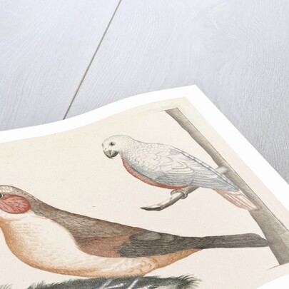 In the foreground a crossbill, right on a branch a white bird with curved beak by Anonymous