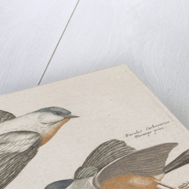 Grey Flank Tits by Johan Teyler