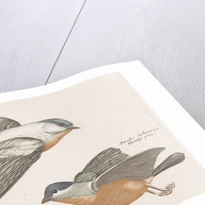 Grey Flank Tits by Johan Teyler