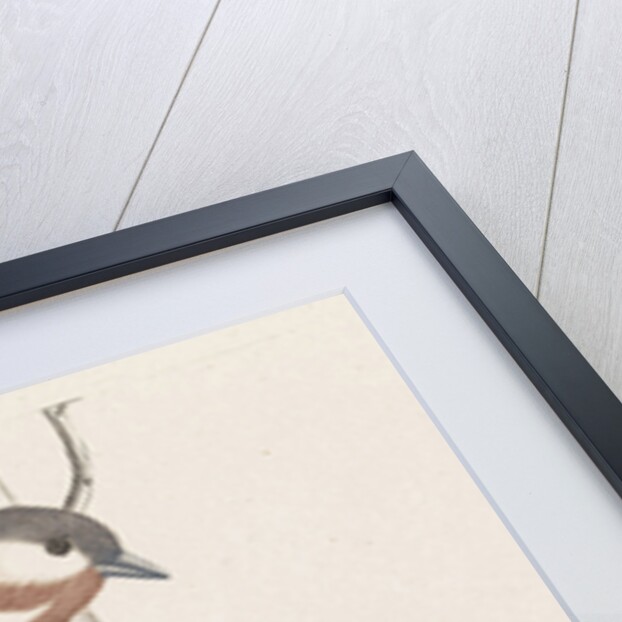 Marsh Tit and Crested Tit by Johan Teyler