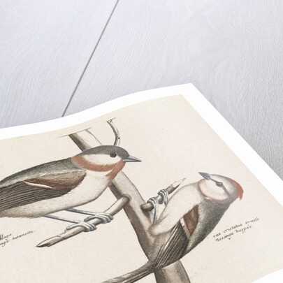 Marsh Tit and Crested Tit by Johan Teyler