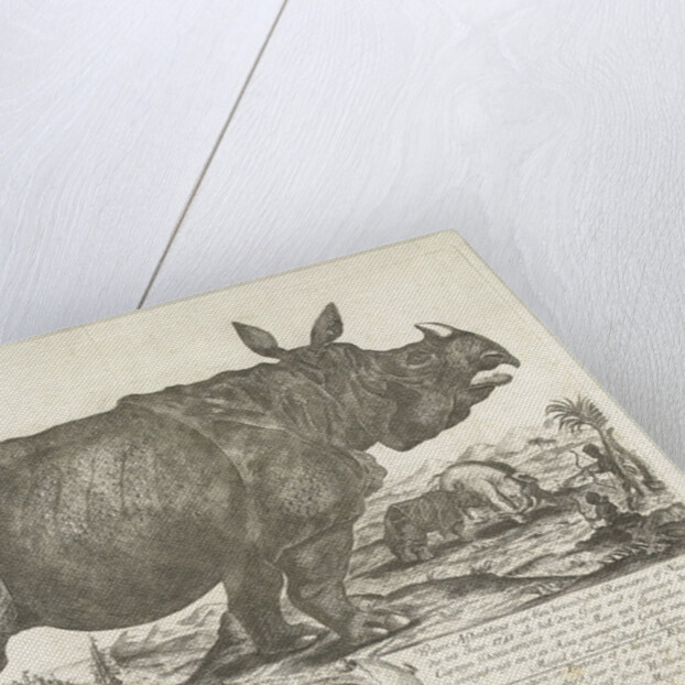 The rhinocerus Clara, 1741 by Johann Georg Schmidt