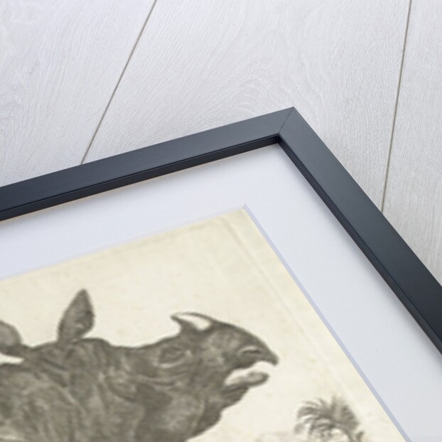 The rhinocerus Clara, 1741 by Johann Georg Schmidt