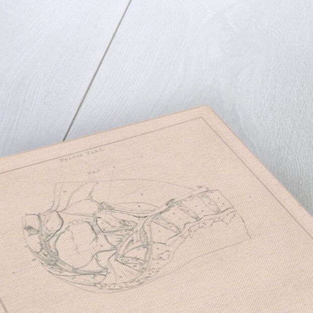 Anatomy of the pelvis, with numbers by Jacob van der Schley