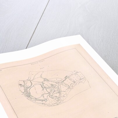 Anatomy of the pelvis, with numbers by Jacob van der Schley