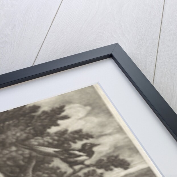 Monkey, cat, squirrel and magpie by Pierce Tempest