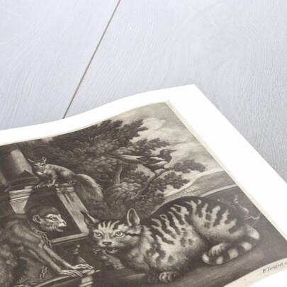 Monkey, cat, squirrel and magpie by Pierce Tempest