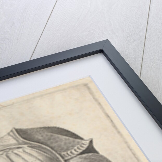 The Rhinoceros, Enea Vico by Albrecht Dürer