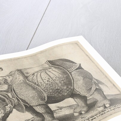 The Rhinoceros, Enea Vico by Albrecht Dürer