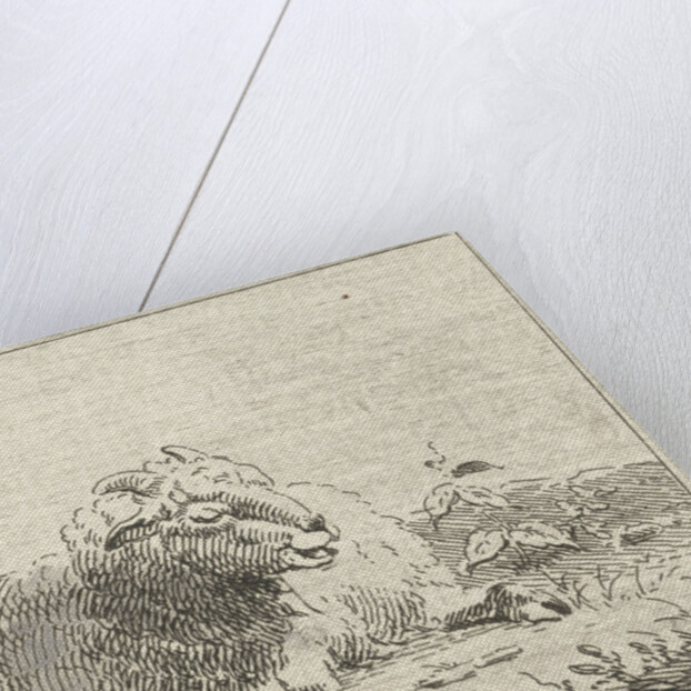 Lying sheep by Jan Matthias Cok