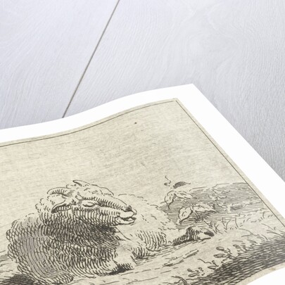 Lying sheep by Jan Matthias Cok