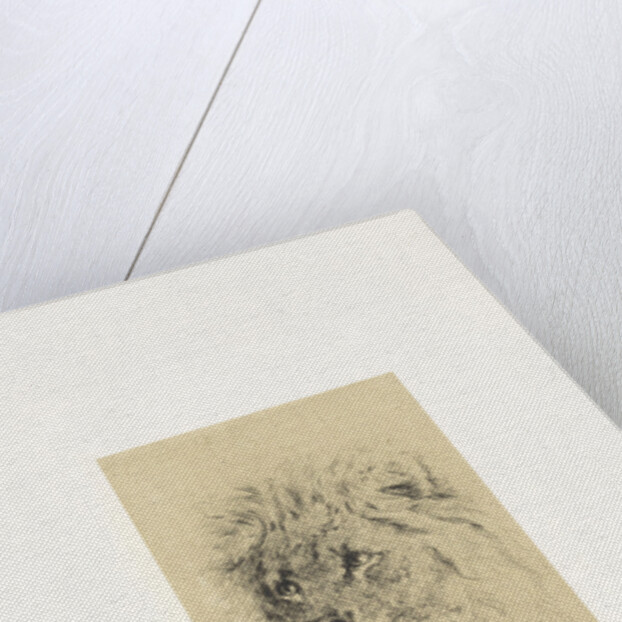 Head of a lion by Frederick Willem Zurcher