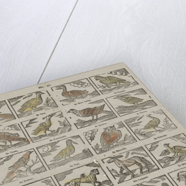 Animals, Germany by Anonymous