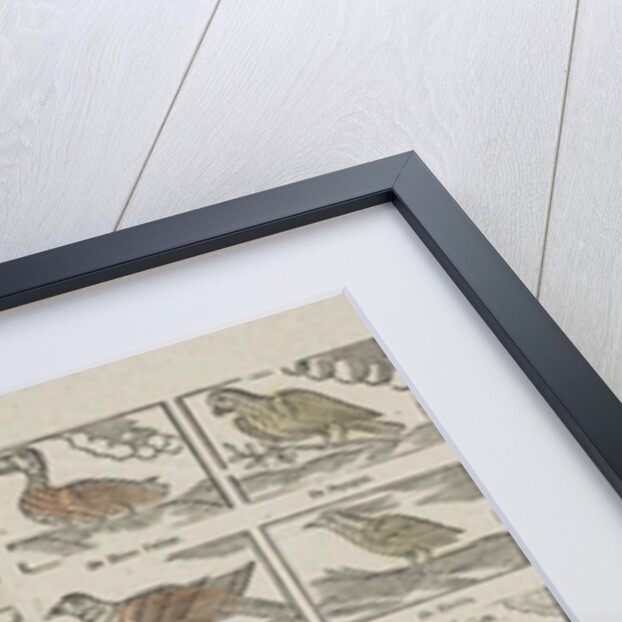 Animals, Germany by Anonymous