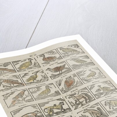 Animals, Germany by Anonymous