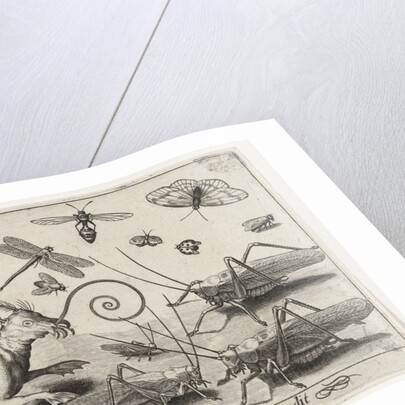 Locusts and fantasy creature with wings and webbed by Nicolaes de Bruyn
