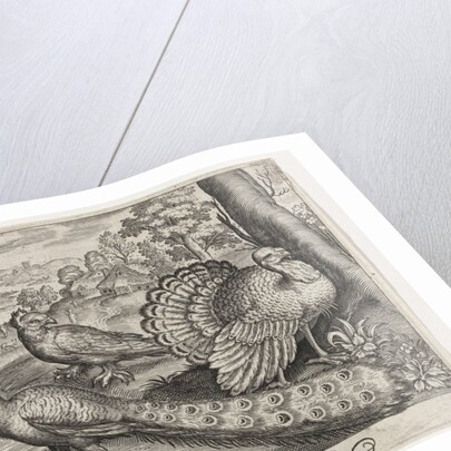 Two Peacocks and turkey, Germany by Nicolaes de Bruyn