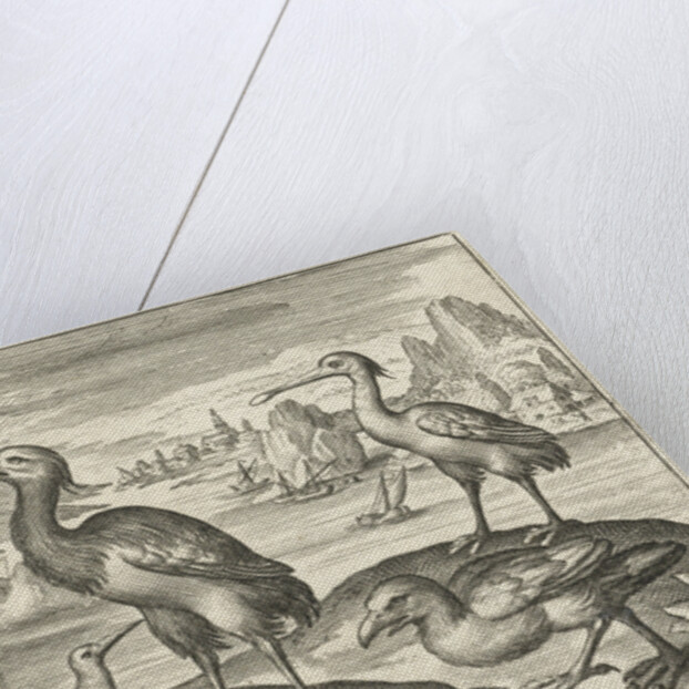Five birds including spoonbill by Nicolaes de Bruyn