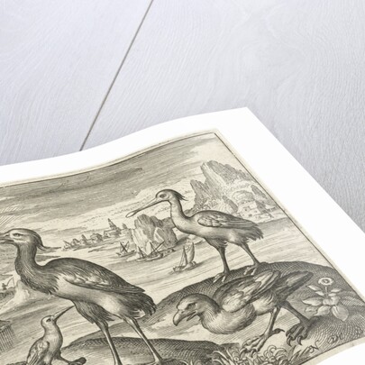 Five birds including spoonbill by Nicolaes de Bruyn