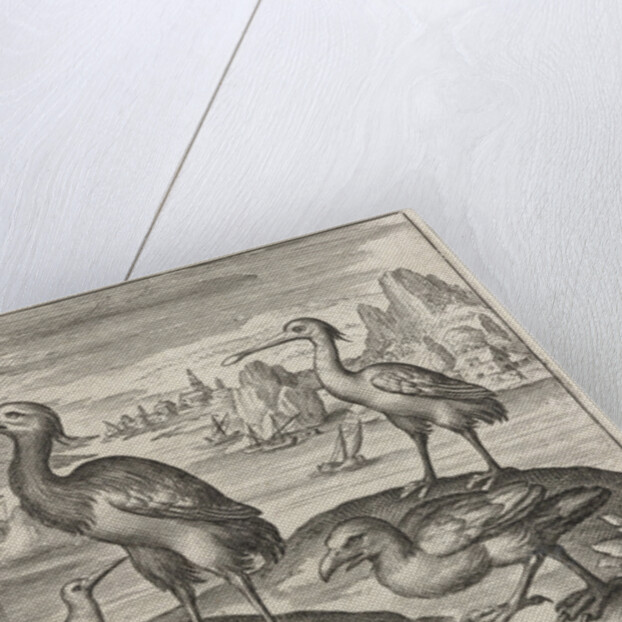 Crowned Crane between two ostriches by Nicolaes de Bruyn