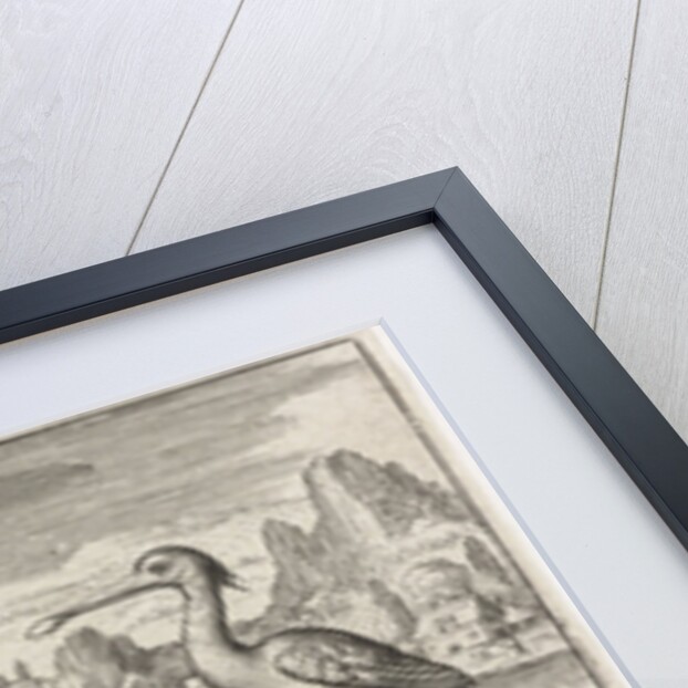 Crowned Crane between two ostriches by Nicolaes de Bruyn