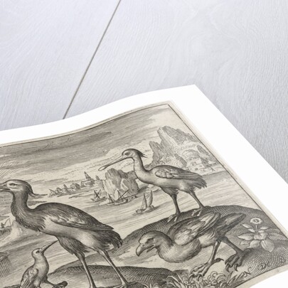 Crowned Crane between two ostriches by Nicolaes de Bruyn