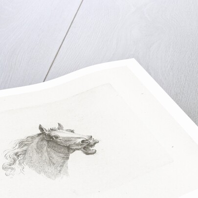 Horse head with open mouth, right by Gerrit Malleyn