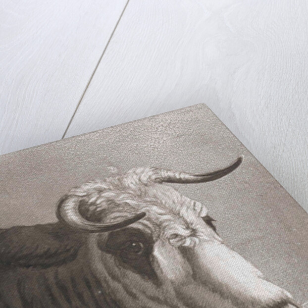 Cows head by Diederik Jan Singendonck