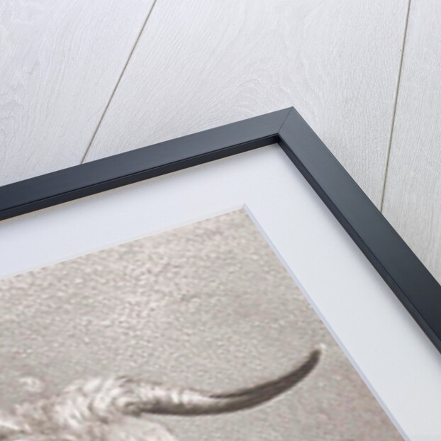 Cows head by Diederik Jan Singendonck