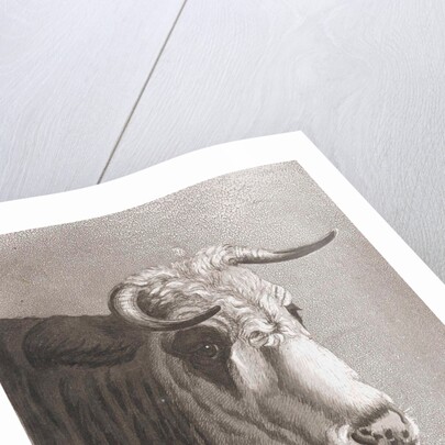 Cows head by Diederik Jan Singendonck