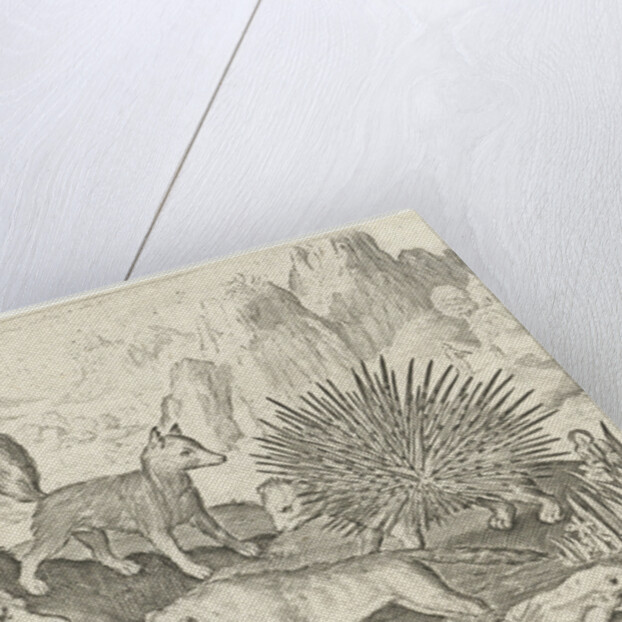 Wild boar, fox, beaver, porcupine and frogs by Nicolaes de Bruyn