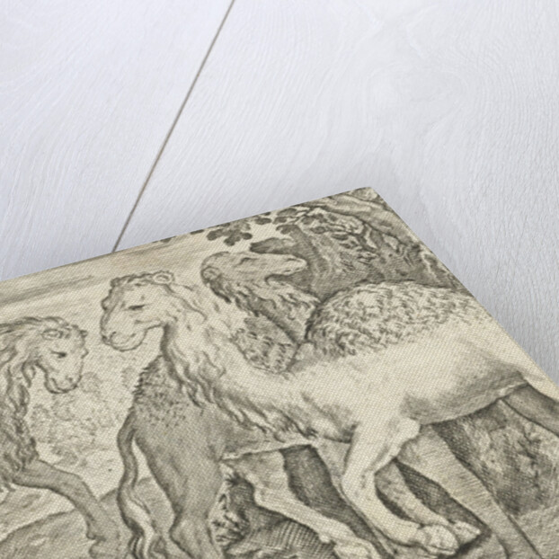 Four humpbacks by Nicolaes de Bruyn