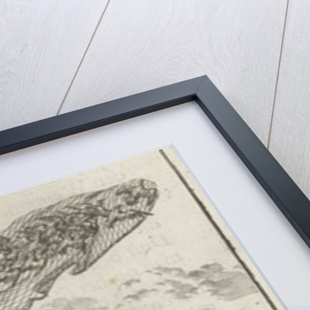 Bird catchers, bird netting, pigeons by Aart Wolsgrein