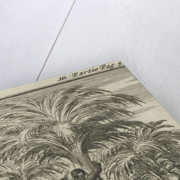 Obtaining palm wine in India by Charles Angot